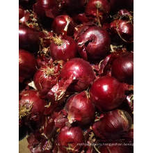 2020 New High Quality Fresh Onion Wholesale Price From China